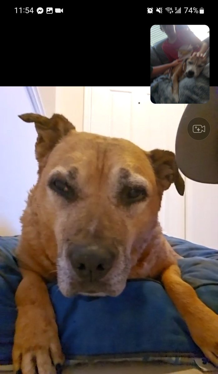 My 11-year-old dog, who isn't doing very well, had a special video chat w/ her 13-year-old mom today. After being rescued together all those years ago, her mom was adopted &amp; has lived in Southern AZ &amp; TX. My kids pushed for this dog reunion &amp; we made it happen. ❤️😭