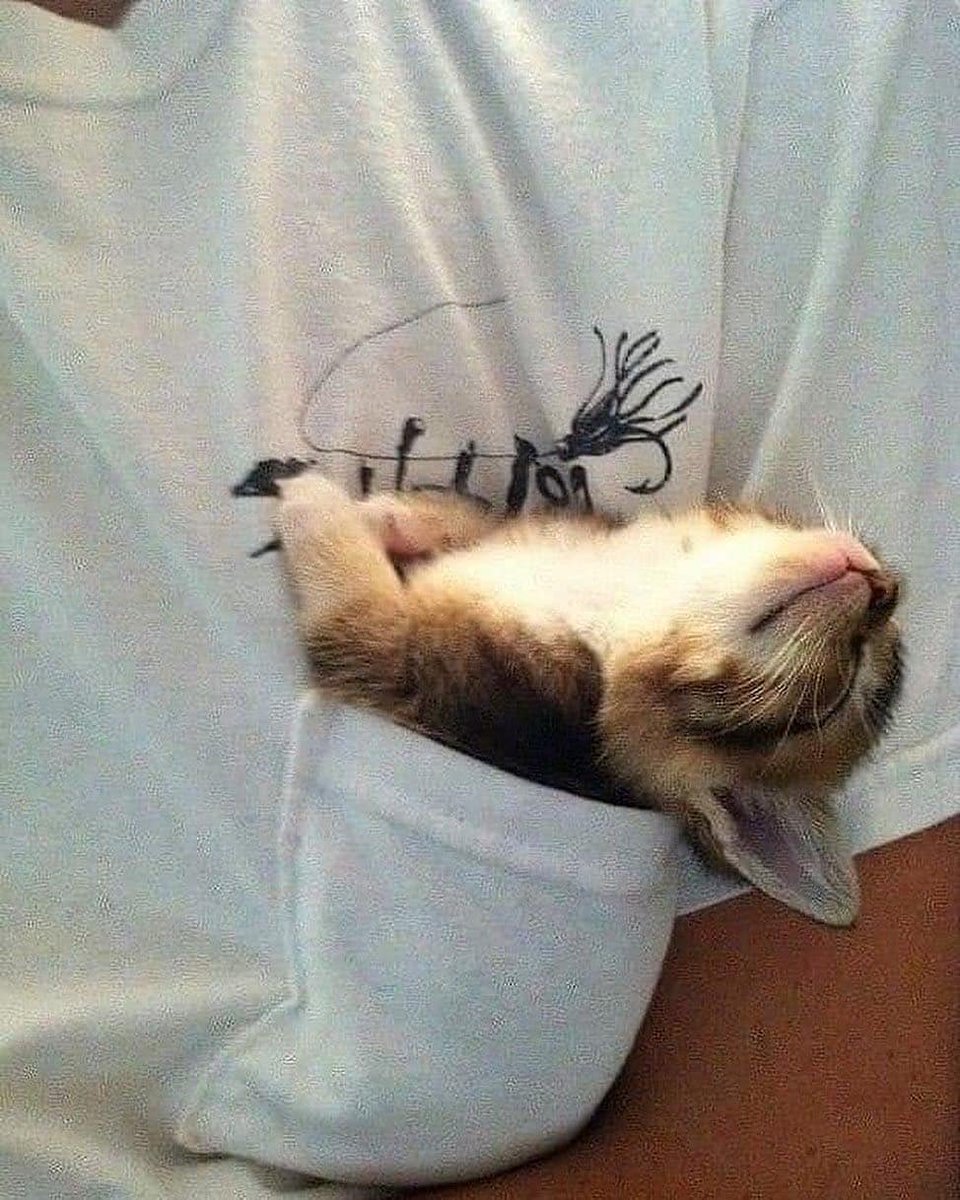 Why you should have a cat (@shouldhavecat) on Twitter photo 