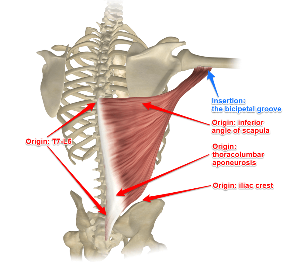 drdozellodc's tweet photo. Two Minutes of Anatomy: Latissimus Dorsi
Dr Donald A Ozello DC of Championship Chiropractic
#lats #latissimusdorsi #latmuscle #latissimusdorsianatomy #anatomy #anatomyandphysiology #backmuscles #shouldermuscles #vegas #chiropractor #chiropractic https://t.co/pi7K8fKwPU https://t.co/zxI7ItZ2zc