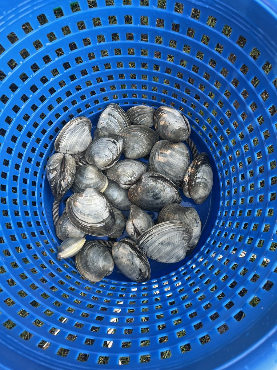 chrislb104's tweet photo. Little cold. But we got some. 🦪quahogs. #buttonwoodsbeach https://t.co/peld0EeeDe