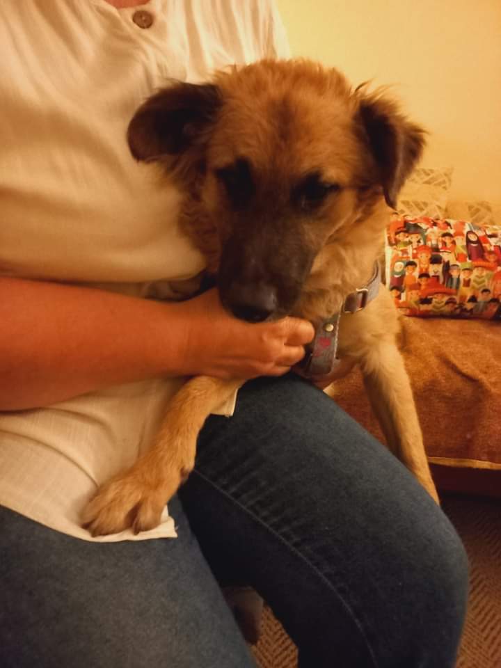 Tabyta201's tweet photo. 🙏❤El perrito de la vía Saavedra ahora León. Busca un hogar me ayudas a difundirlo es miedoso pero de apoco entra en confianza. Le gusta jugar con la pelota 8 meses. 1558957324
https://t.co/7shHhiGPEG https://t.co/PlYkJ9KrJs