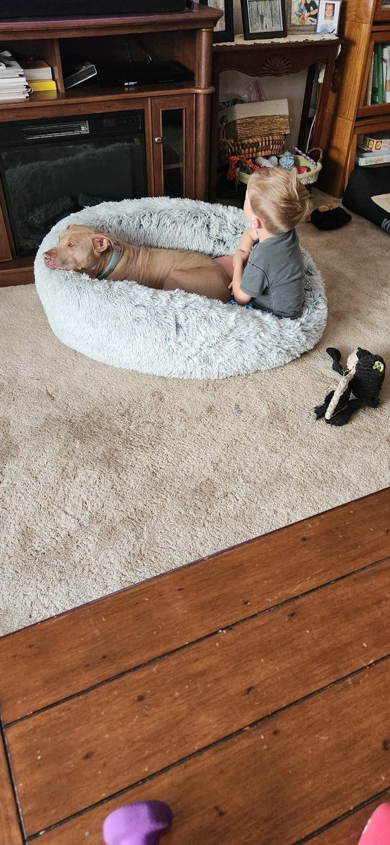 pit_trinity's tweet image. Hugh watching TV in MY bed...at least he didn't make me leave...lol