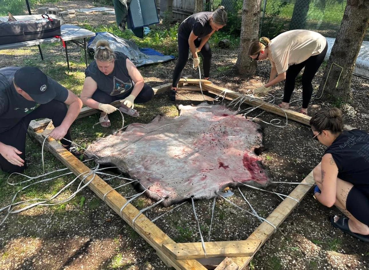 chief_school's tweet photo. This week, 100 students from Chief Whitecap School had the opportunity to participate in Moose Hide scraping through land based learning. We are grateful for this experience and our partnership with WDFN.

#landbasedlearning https://t.co/9k47RaBG1f
