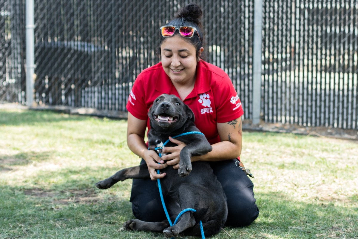 HoustonSPCA's tweet photo. An EVMT member cuddled with rescue pet Luna! Our team of expert #VeterinaryTechnicians as EVMT promptly evaluates and delivers outstanding medical attention to distressed and endangered animals throughout #Houston.
RESCUE AMBULANCE: call 713-880-HELP (4357). #DogsOfTwitter https://t.co/a7An2SRDNQ