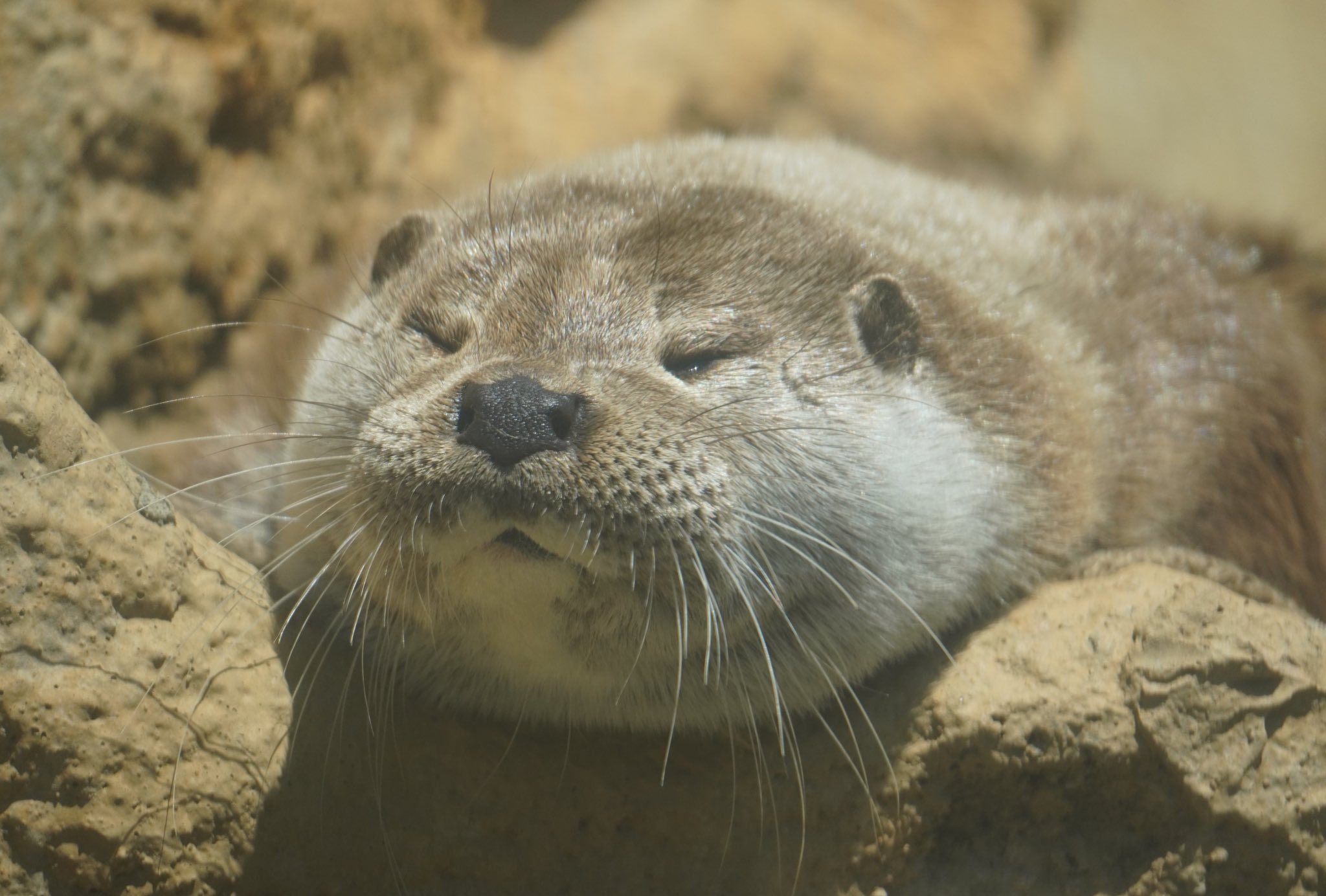 Foo?Zoo على X: 