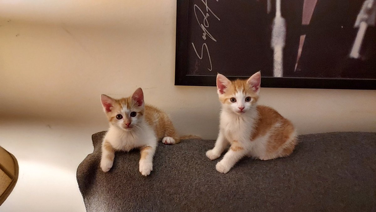 JesTr82's tweet photo. @VoiceOfOBrien @LauraBaileyVO Took in these two new kitties, one male, one female. Decided on naming them Vex and Vax. Love them so much. #criticalrole https://t.co/yLQrrZiGla