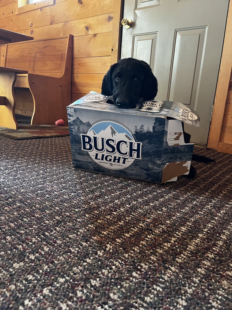 BigPlayClay59's tweet photo. Hey @BuschBeer do you need a new mascot? Moose would be happy to help out! https://t.co/qroUVXPpRM