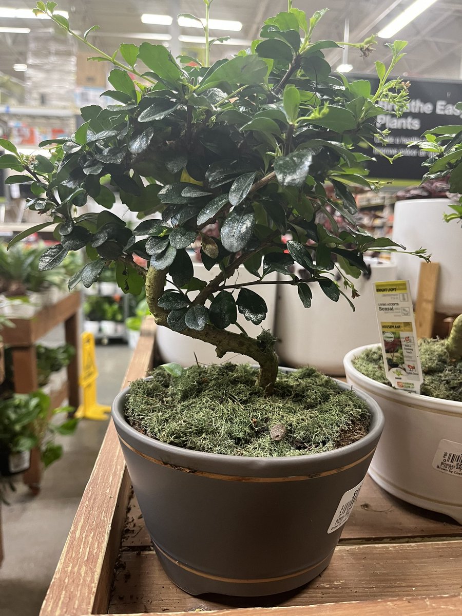 bellaluvsphoebe's tweet photo. I GOT A BONSAI TREE https://t.co/8yaJAu452m