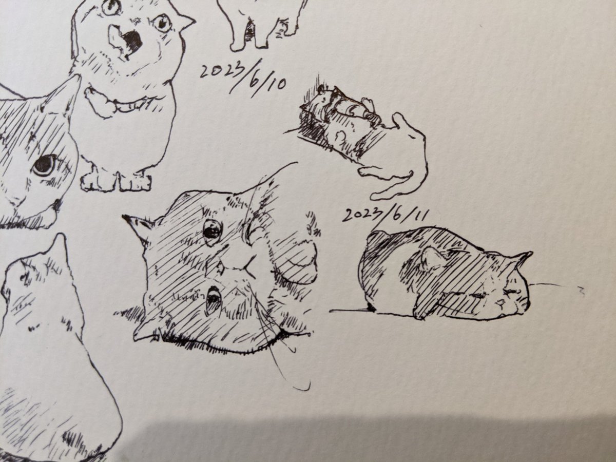 昨日のみんなの動物園、池崎さんの判断に共感しかなかった カキカキ。 