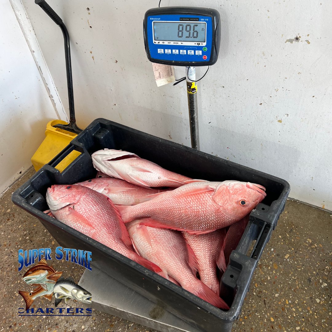 DPMSSC's tweet photo. 89 lbs of red snapper? We'll take it! The Richardson crew came, #fished, and conquored inshore #fishing with Captain Chase yesterday.
#fish #inshorefishing #louisianafishing #louisiana #louisianatourism #coastalfishing #summer #superstrike #superstrikefishingcharter #bigfish https://t.co/XOV4uhvCGi