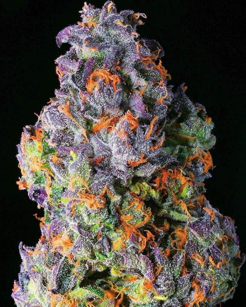 WHAT WOULD YOU NAME THIS #STRAIN?

cannabistraininguniversity.com

#cannabis #cannabisstrains #weedstrains #strainname #cannabiscollege #cannabisjobs #cannacollegw @CannabisTU