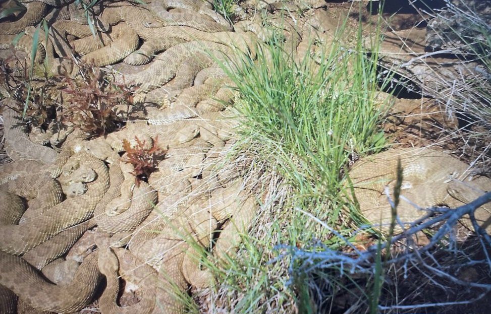 A veritable ocean of snakes. Photo captured at the Colorado den in late May 2023.