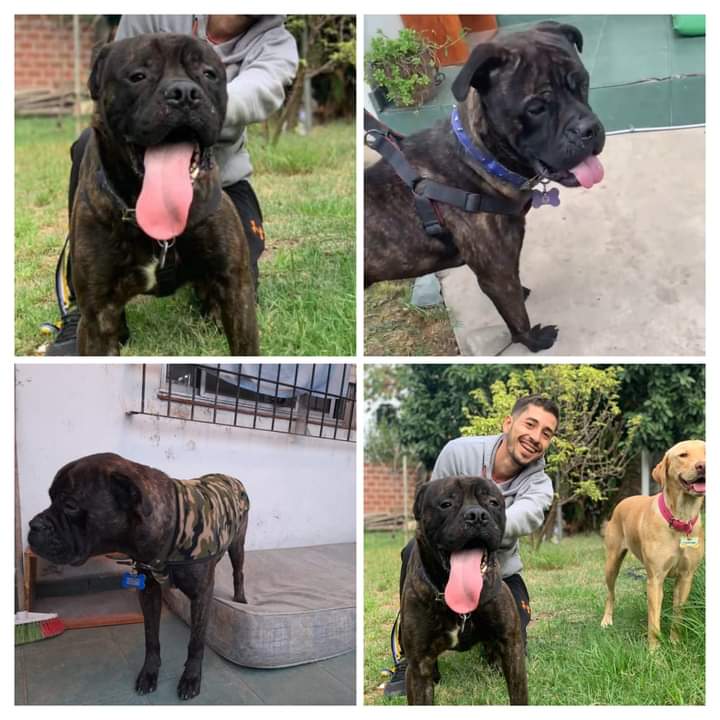 Tabyta201's tweet photo. 🚨🔴URGENTE!!!!ADOPCIÓN.  Ayuda para EROS, se le está  acabando el tiempo y lo van a llevar a una jaula en zoonosis o lo van a poner a dormir.
Juan: 1134924472
MARCELA: 1132333073
https://t.co/OUKn84PPmX https://t.co/3hM8R8x10A