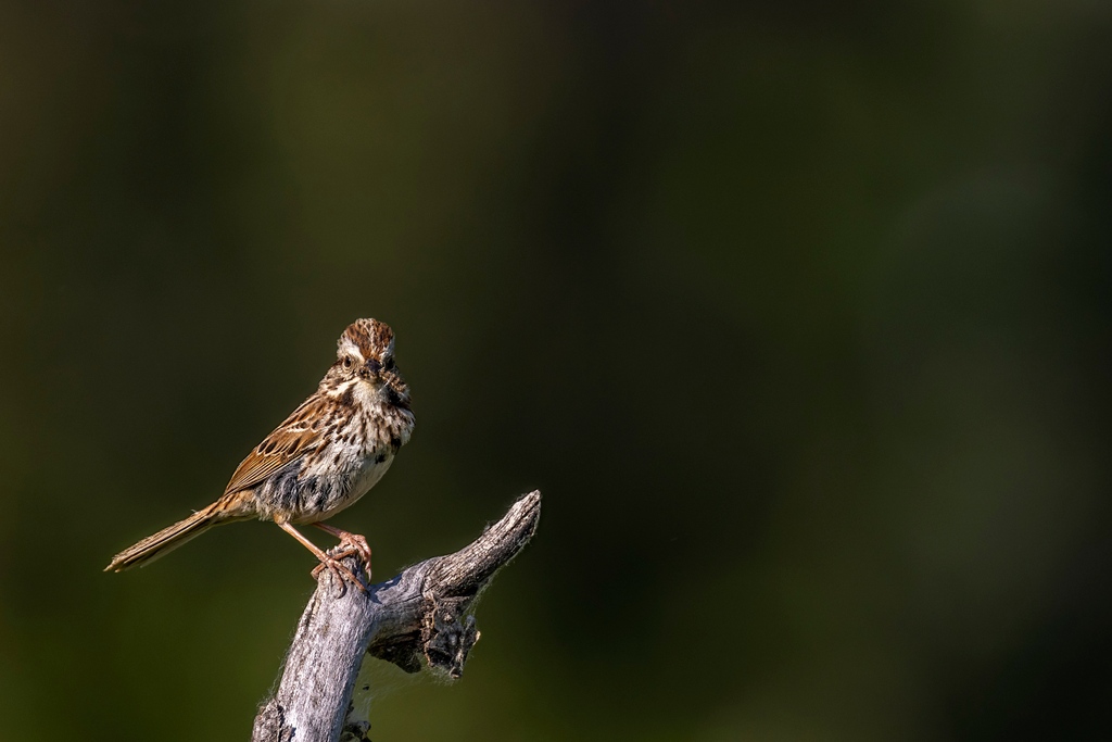 📸 Lincoln Sparrow

An uncommon small bird that stays under thick ground cover. It song is similar to the wren.

l8r.it/Se8X

#songsparrow #naturelover #birdwatchers #sparrows #sparrowlove #nature #sparrowsofinstagram #birdwatching #wildlife #birdphotography #sparrow