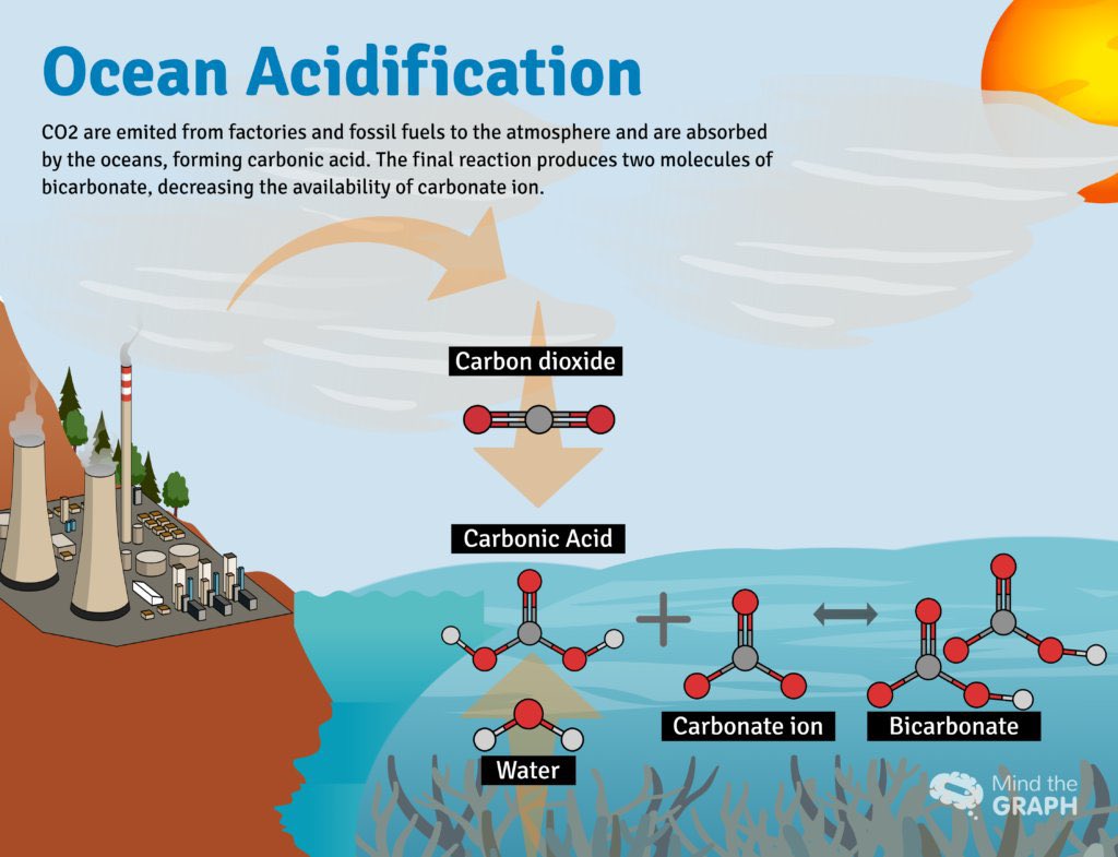 Ocean acidification is deadly to marine life
Surface waters now 30% more acidic than they were at start of industrial era
Ocean acidification now happening at a faster rate than at any point in last 66 million years, and possibly in last 300 million years.
#WorldOceanDay2023