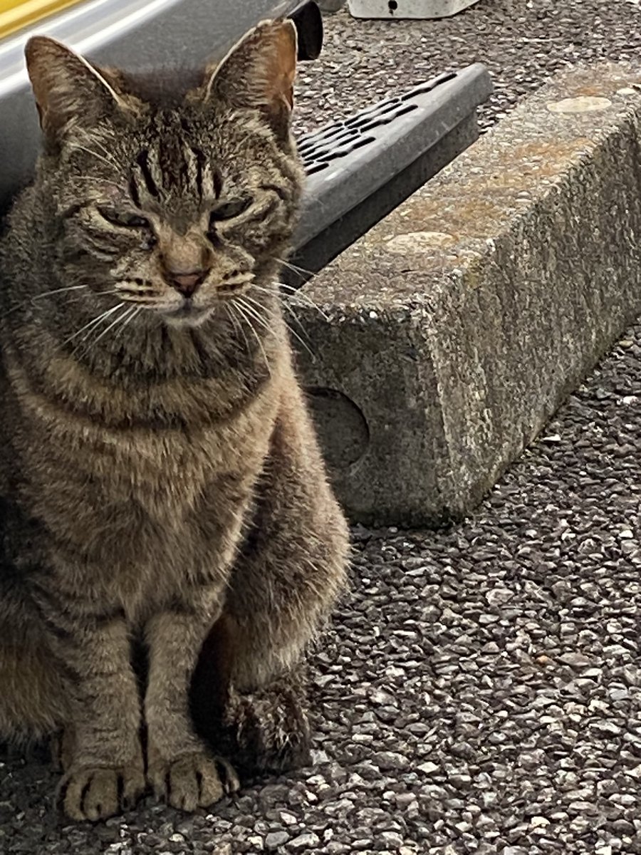 Labca4's tweet photo. 雨の日曜日。
ゆっくり起床のありがたさ😊

昨日久しぶりにノラちゃんと遭遇🐈話しかけてアイコンタクト笑

家猫に比べて寿命が短いと聞いているので、たまに会うと安心します笑
長生きしてね☺️

#野良猫 
#雨の日 https://t.co/tpF0CbVFjm