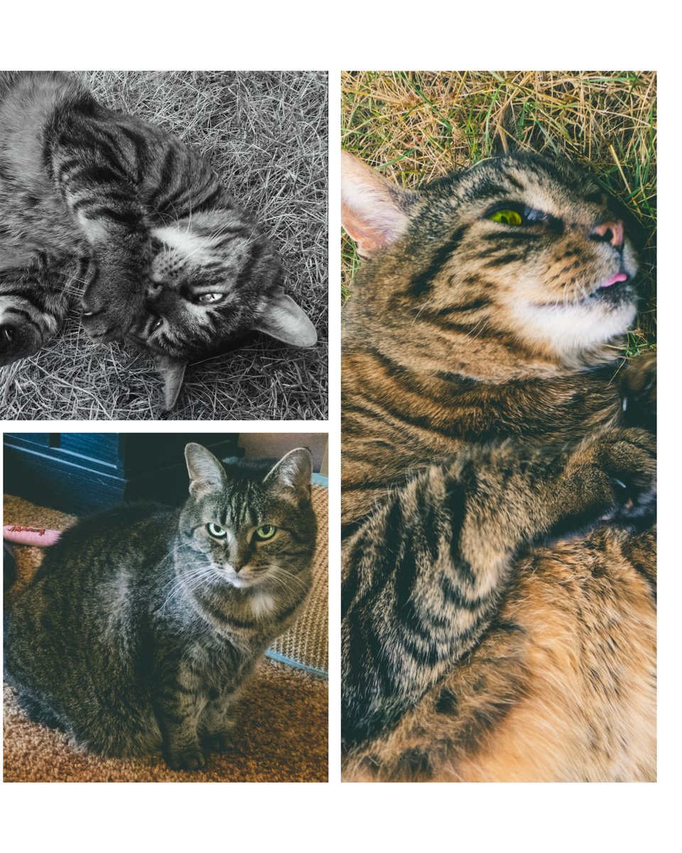 Cats.
#catsofinstagram #cat #cats #catlover #catstagram #lumix #panasonic #panasoniclumix #photography #catphotography