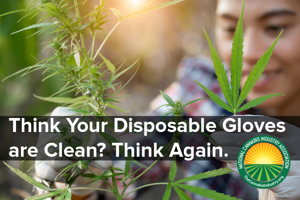 If cannabis employees are under the impression that all disposable gloves are clean, intact, and contaminant-free right out of the box, you may want to reevaluate your perception. thecannabisindustry.org/member-blog-th…