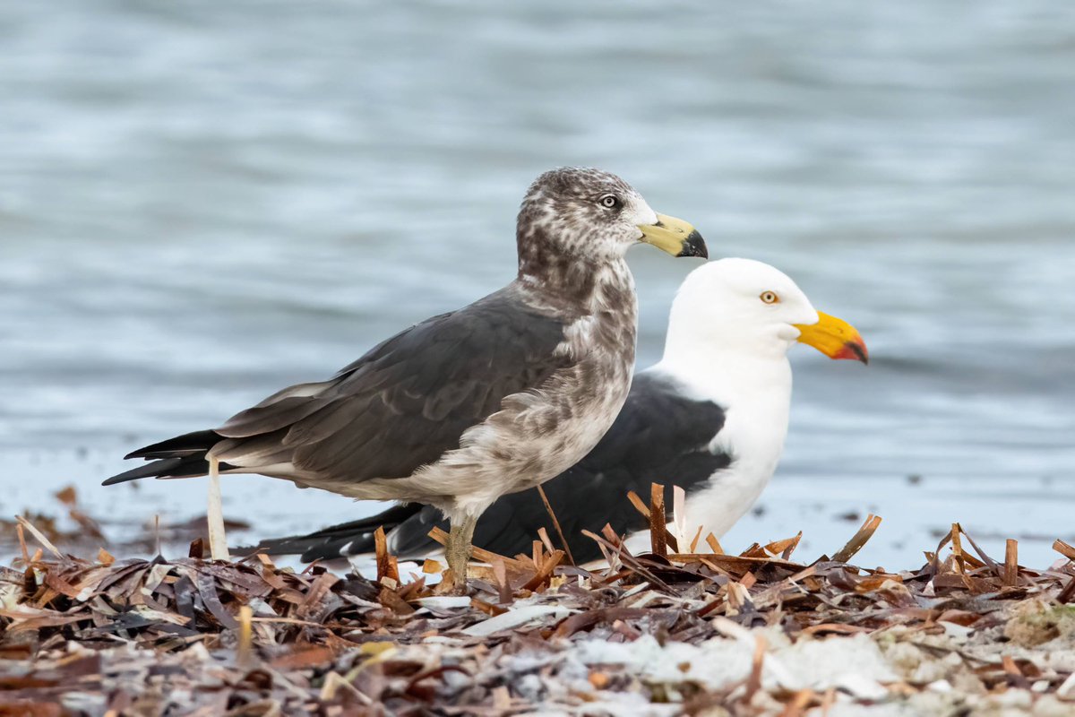 atzimm's tweet photo. @sykesjeff A not so little Pacific gull juvenile 🇦🇺 https://t.co/5UsD5KDw9v