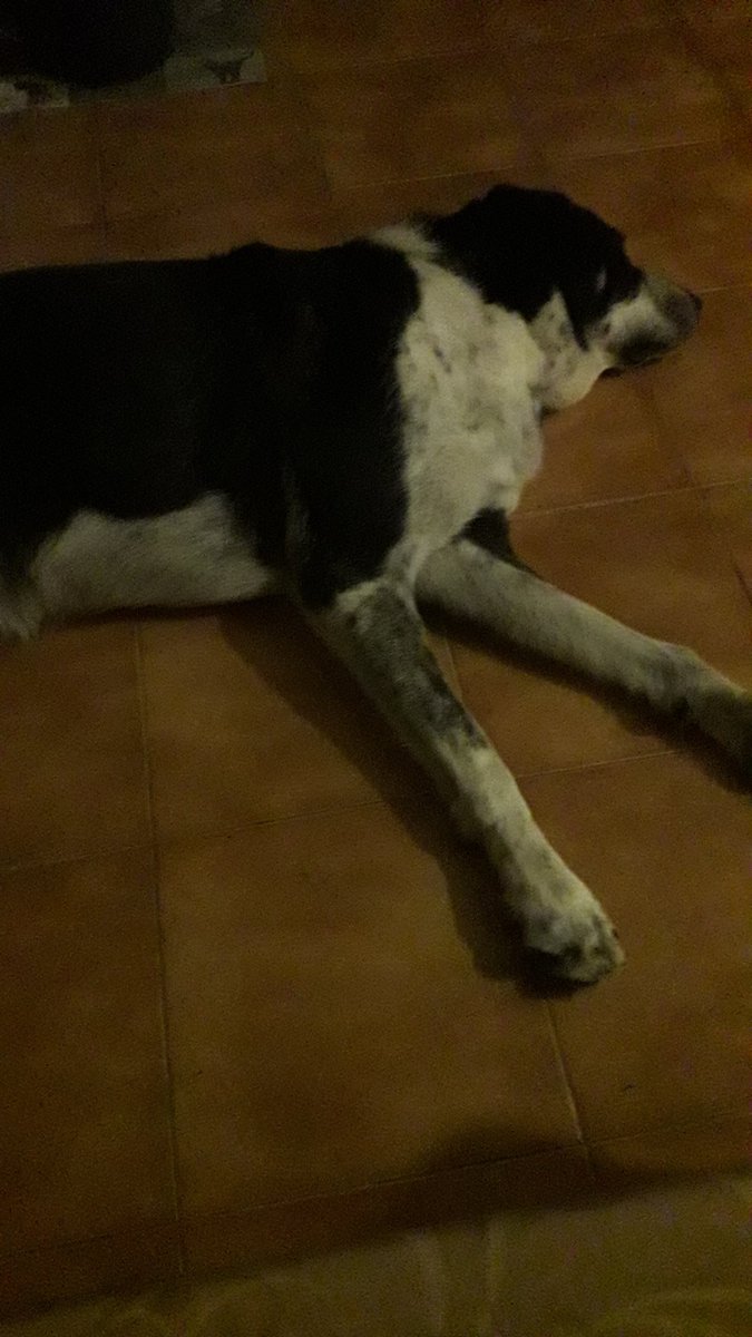 The Bone Tree 💀 tweet media