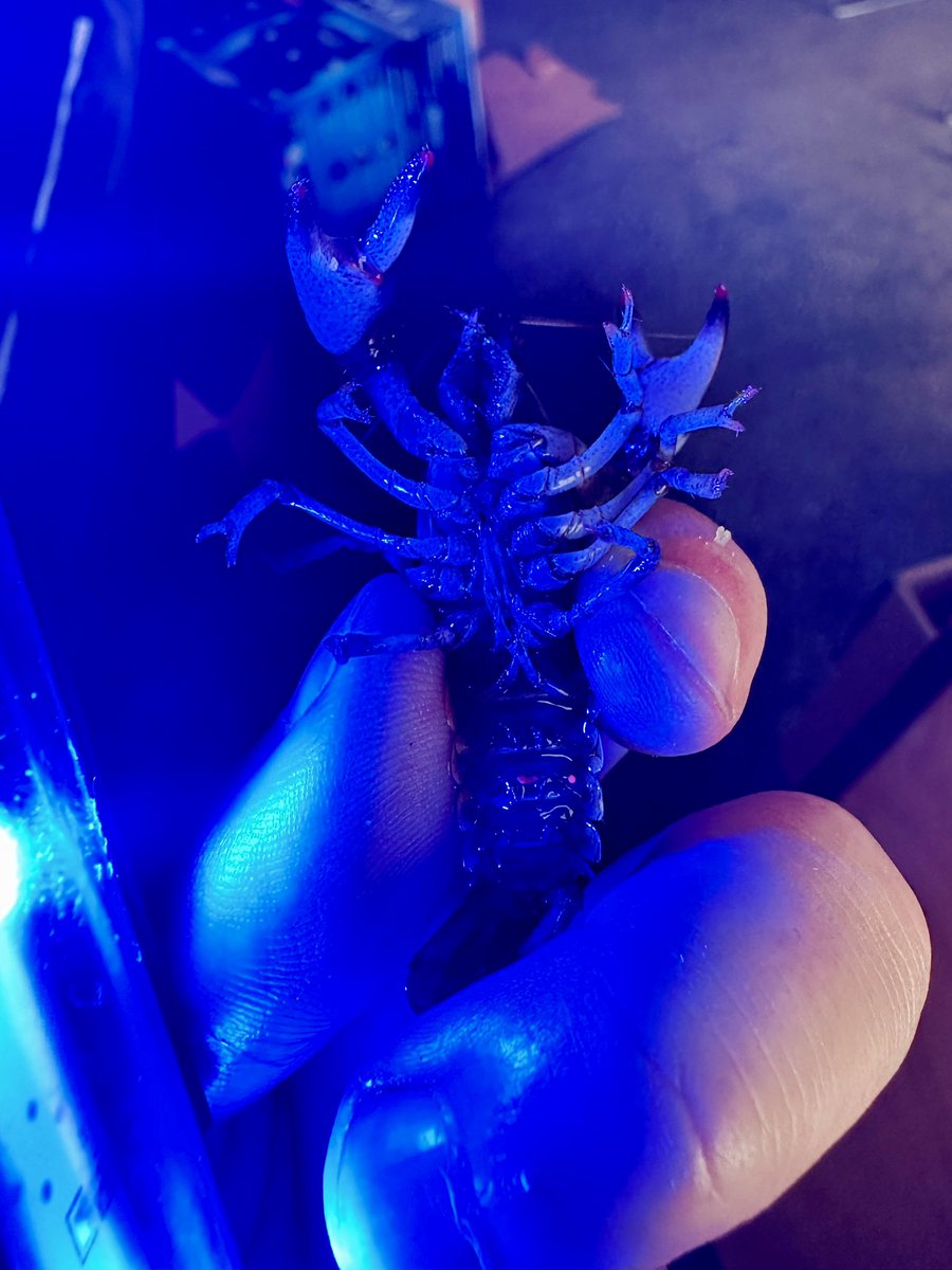 tonynft333ETH's tweet photo. Mesocosms examining drought &amp; invasion on Mammoth Spring Crayfish officially started today! This is the first time these native crayfish will come into contact with the invasive species threatening to move into the streams they occupy 🦞

Ft. my first tagging experience with VIE https://t.co/D3YSaKjPyk