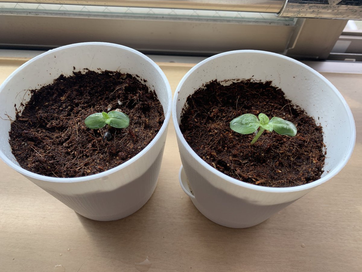 K07075609's tweet photo. 遅ればせながら…💦
やっと芽🌱が出てくれました😆
名前はやっぱり今年も、はるくんとだいちくんにします😊
7月までに咲いてくれるかなー🥺

#春馬くんに捧げるひまわり栽培部 
#只今絶賛ひまわり栽培中2023 https://t.co/XUjV95T8ct