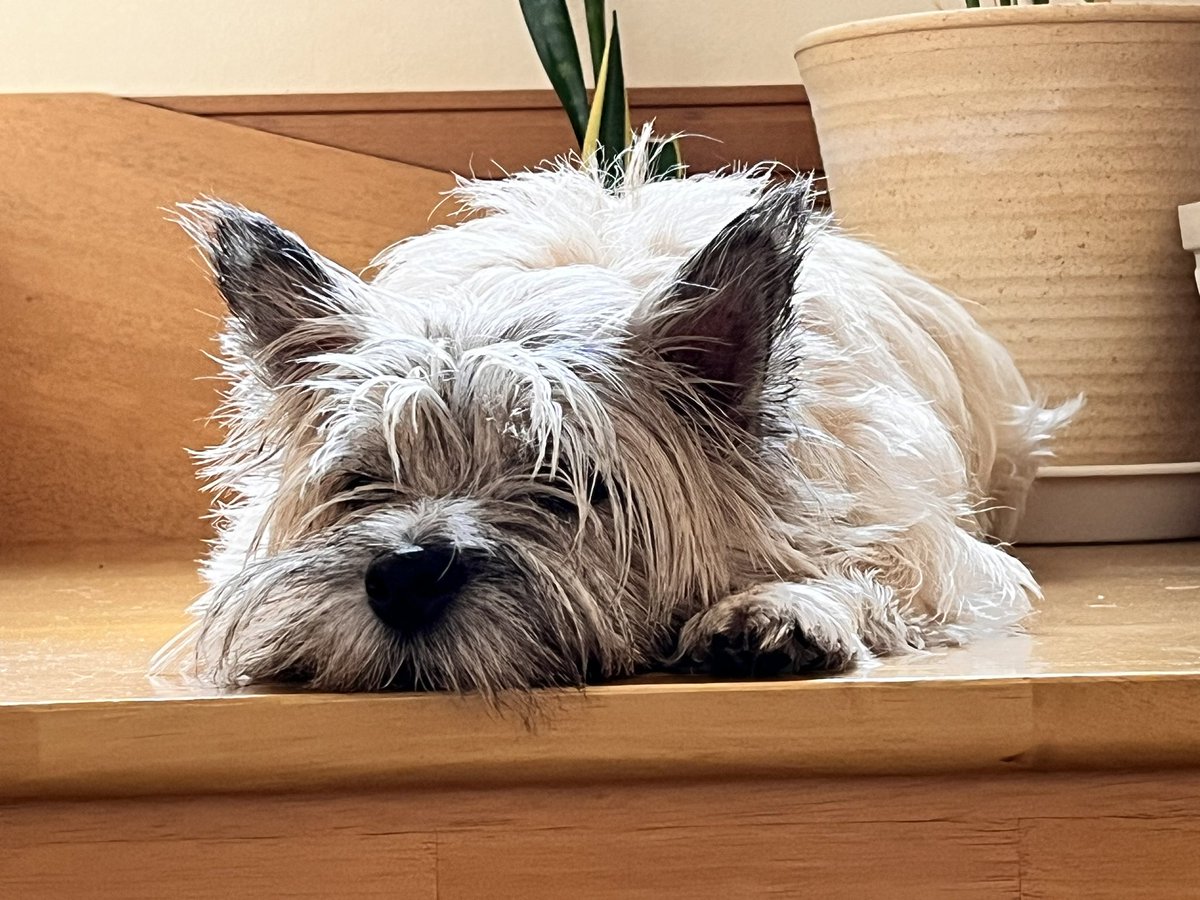 雨なので朝ウォーキングに行ってません
その為か退屈そうにしてます😅
 #CairnTerrier  #ケアーンテリア