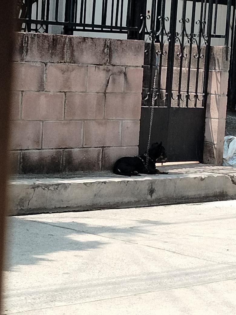 DameTuPatasv's tweet photo. SE SOLICITA EL APOYO DE LA ALCALDÍA EN VERIFICAR ESTE CASO, NOS MENCIONAN QUE PASA TODO EL DÍA AMARRADO AFUERA DE SU CASA, esto no es vida para ningún aninal.

Sucede en: Es en colonia villa lilian 3, pasaje Colombia, Sonsonate https://t.co/7DdZbeMPW0