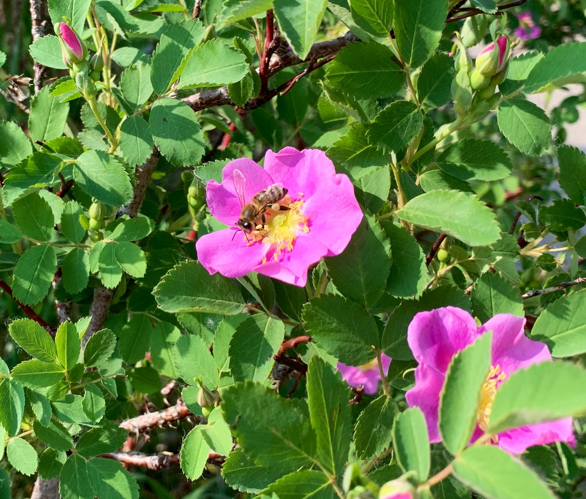 savenosecreek's tweet photo. It is BEE-autiful in the Nose Creek Valley today! #SaveNoseCreek #SNCbees #SNCplants #SNCwildlife #yyc #yycBees #RockyViewCounty #Airdrie #pollinators #abpoli @zucchinibeemama @YYCBees @BeehiveCalgary @drizzle_honey https://t.co/d84xgA2h67