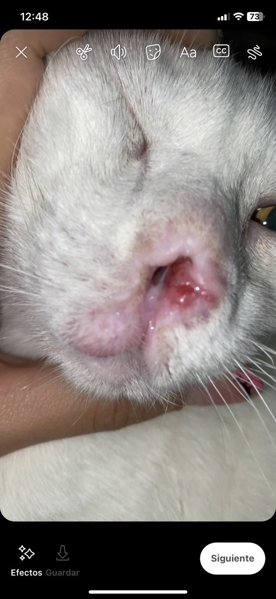 _laurarudel's tweet photo. hola amigos, vez un millón que necesito ayuda económica para cubrir la electroquimio de mi gata. 
sale $85.000 y necesito juntarlos antes del viernes 23/06 que es el turno. 
necesito hacerla atender porque no la está pasando bien 😔 https://t.co/DTi9CXtoVp