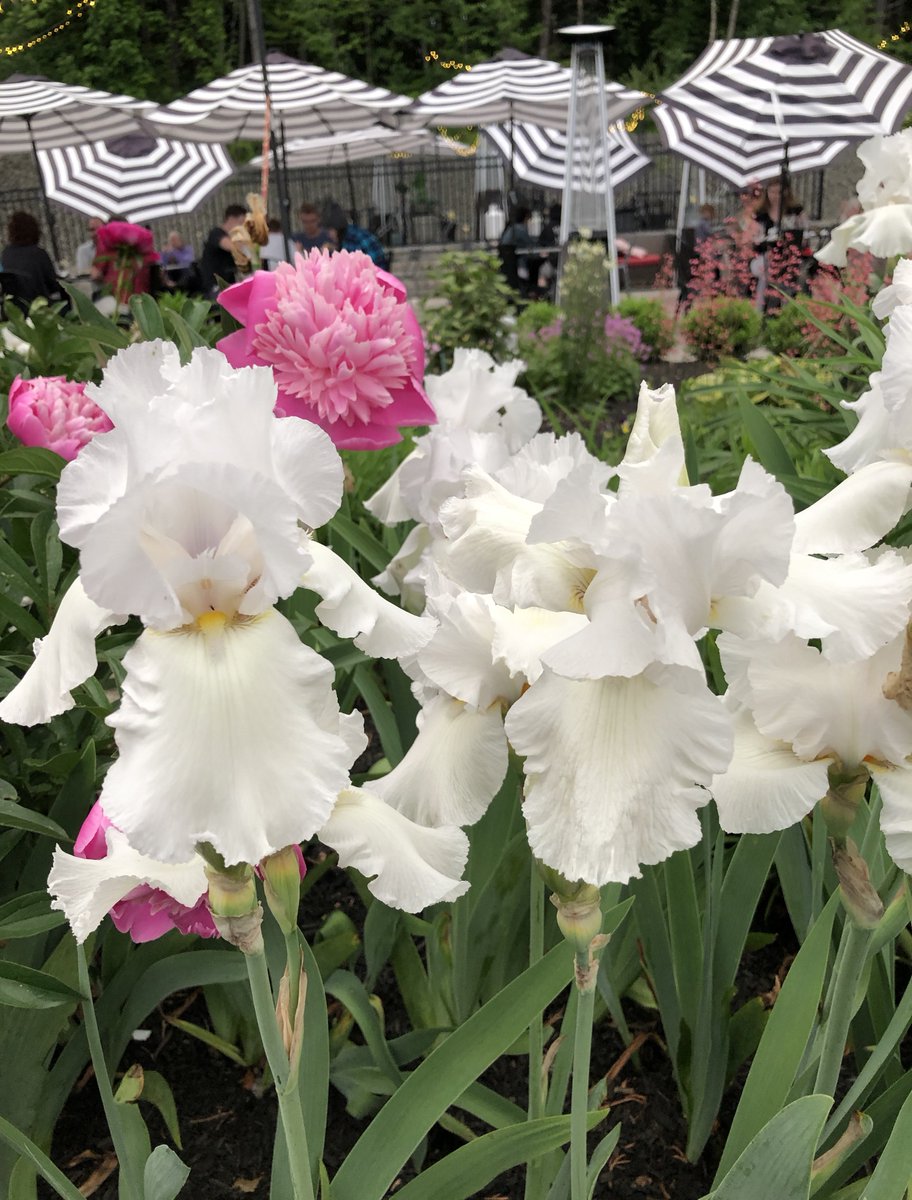 Dedicated garden people at a neighborhood restaurant should be proud of these majestic Iris -such a delight each year