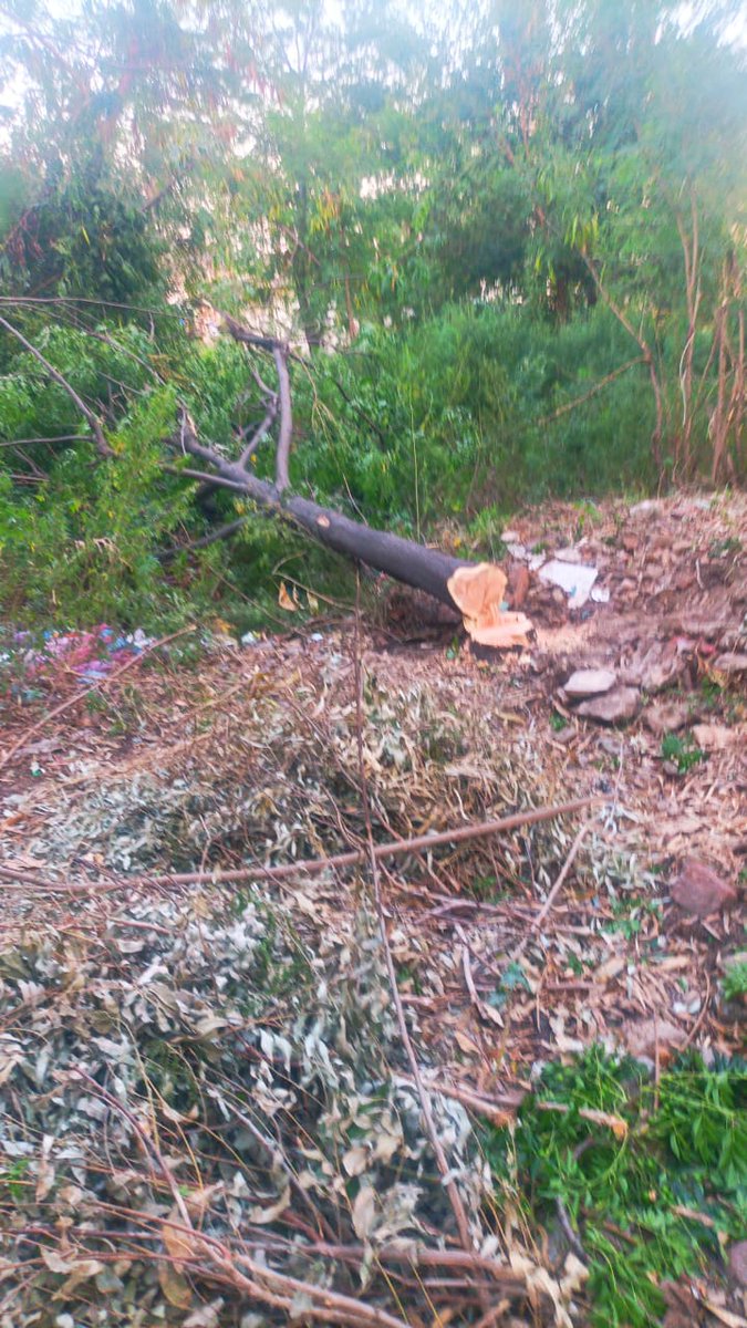 samitakaur74's tweet photo. Punjab has tree cover less than Rajasthan!!! Without prior permission 20 trees chopped off on reserved  land for a technical education.  Encroached by an impostor.  Crime scene : near Nagar Council Doraha and Police Station.  Action Taken : NIL  What's happening??? https://t.co/H9S4uO4xzu