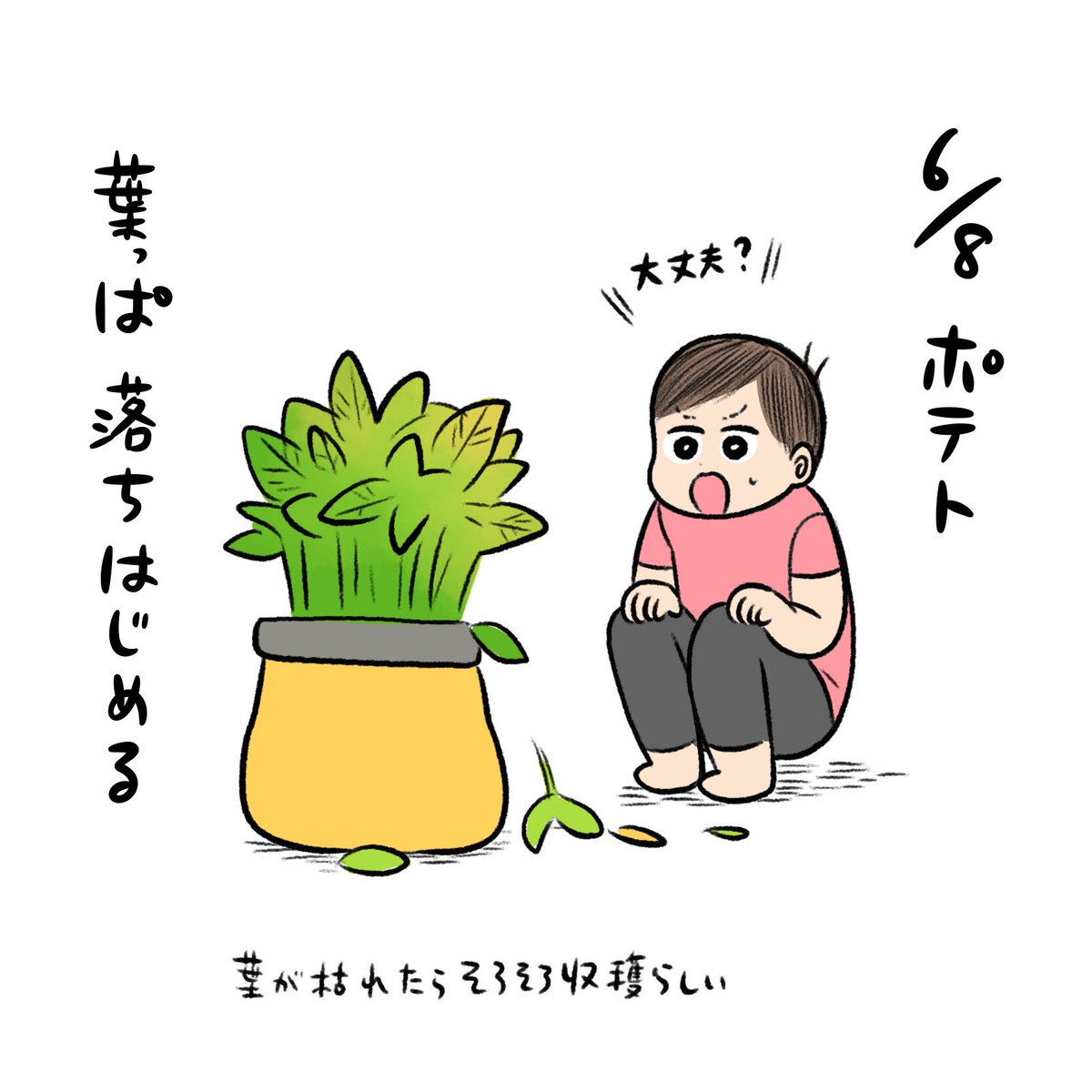 ポテトマ日記🍅
ついにオレンジに色づいてきた!!!ファーストトマトをいつ食べるか息子と相談中💪 