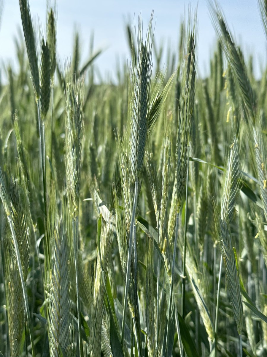 Every year I have some winners and losers. This Fall Rye made me smile today! #winnerpotential #westcdnag #fallrye