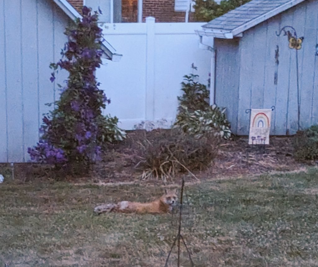 In honor of our beloved Fafa's birthday, here's a cute lil fox that chilled in my backyard for a while this evening!  🦊