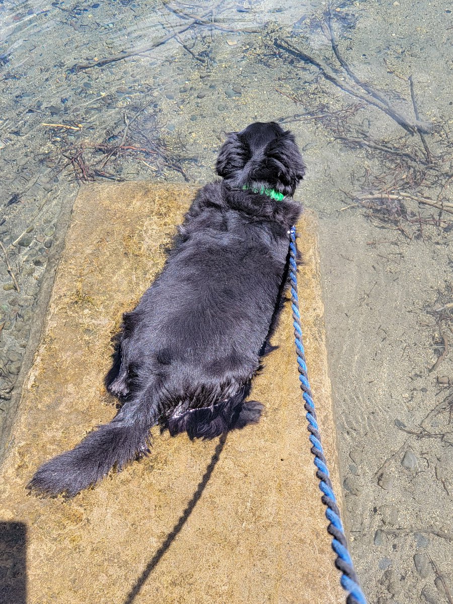 YoshiChaos's tweet photo. Fine! If I can't swim in just gonna lay down on this rock in the water. https://t.co/u7Iv3ZeCKb