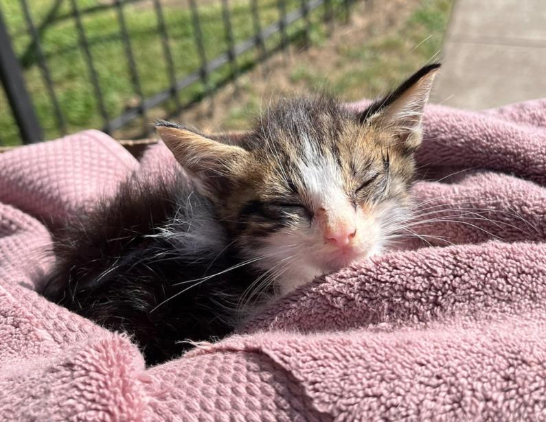 CutePetsAustin's tweet photo. Hello, I'm A882562. <b>Description:</b> I am a brown tabby and white, unaltered male,… https://t.co/Px9HQV79B7 https://t.co/d0Q6nQ9A4D