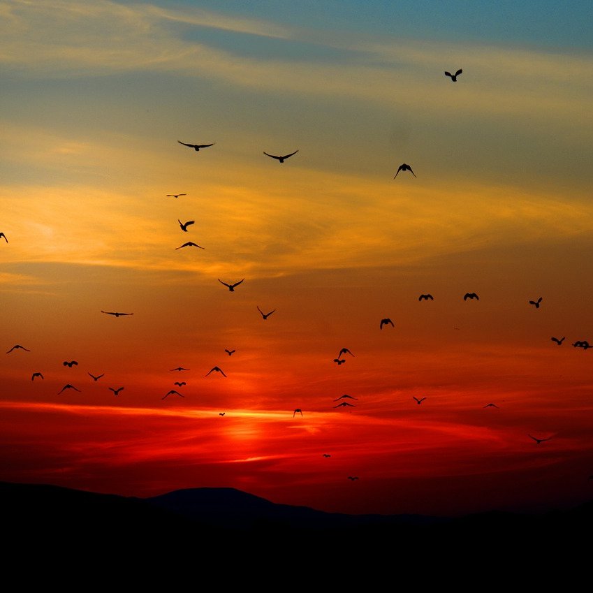 La nuit rouge
Dans le chaos des ombres
Les oiseaux s'envolent.

#haïku