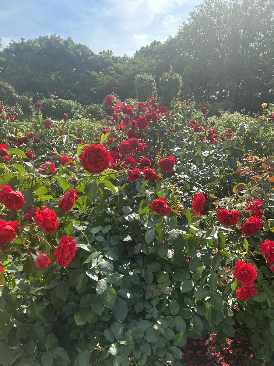 momo_nyon's tweet photo. 満開の時期は過ぎてたバラ園 https://t.co/rHJRXeGVN1