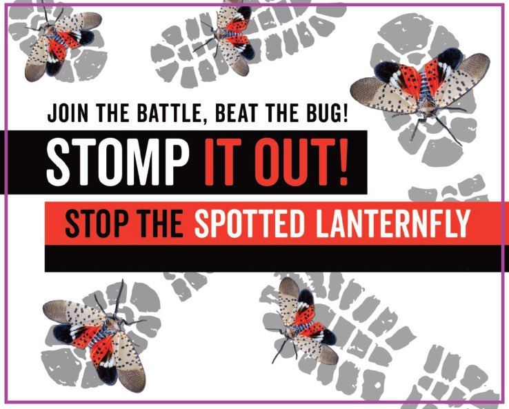 The spotted lanternfly is an invasive species from southern Asia that is threatening agriculture in Pennsylvania and the surrounding region. Please join us in the battle against this destructive pest by killing them when you see them. Read my blog post wpawinepirate.com