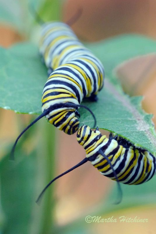 Caterpillar yaoi