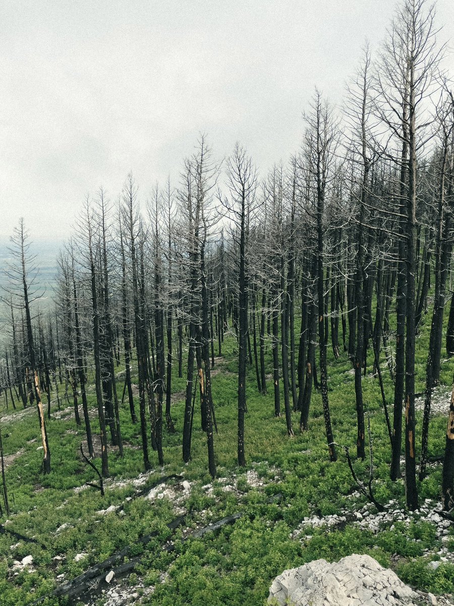 Justin D Kauffman tweet media