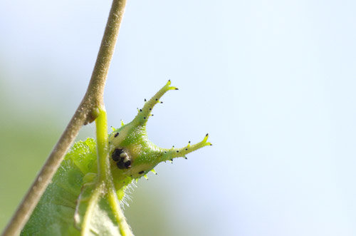 🌱ᴅᴀɪʟʏ ᴅᴏꜱᴇ ᴏꜰ ᴄᴀᴛᴇʀᴘɪʟʟᴀʀꜱ!🌿 (@daylypillars) on Twitter photo 