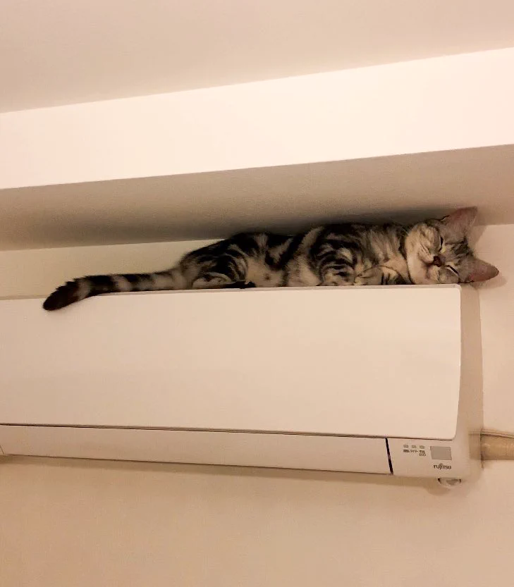 わずかな隙間があるエアコンの上で行方不明の猫を発見！