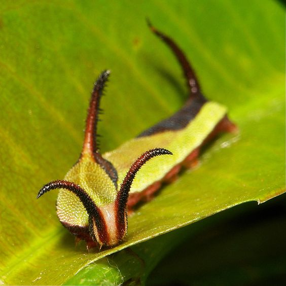 🌱ᴅᴀɪʟʏ ᴅᴏꜱᴇ ᴏꜰ ᴄᴀᴛᴇʀᴘɪʟʟᴀʀꜱ!🌿 (@daylypillars) on Twitter photo 