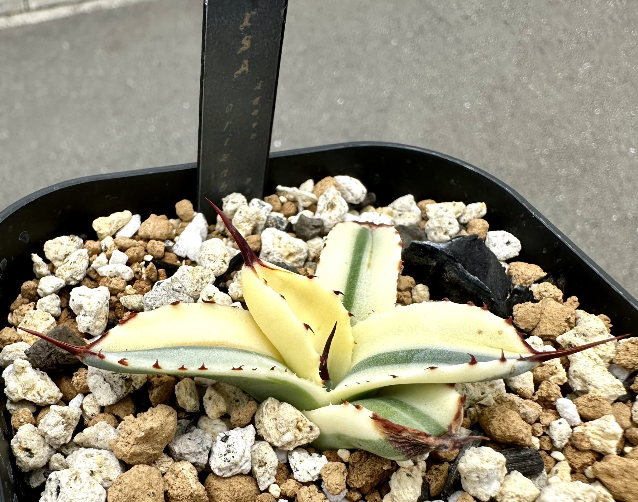 アガベ 多肉植物 パリー トランカータ オリザバ 厳選極上斑入り