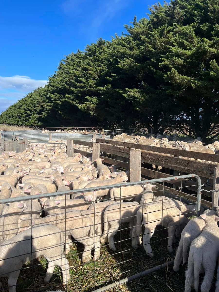 allisterjm's tweet image. #asktwitter last year I did a LTEM course and a figure quoted is that the average Australian merino flock marks 70%!! My question’s are where and when is this figure from? Is it still true? Is there ongoing reports? Are we improving? @paradooprime @KerinPollMerino @Fergenetics