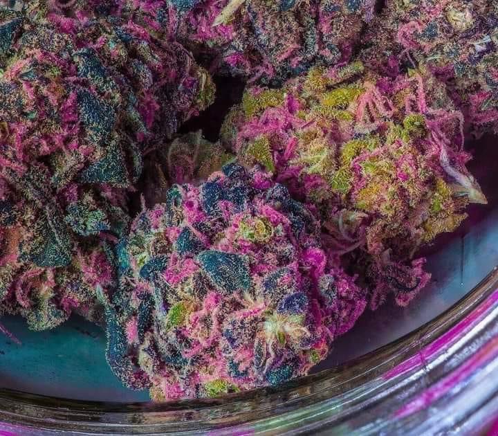 _StonersRUs_'s tweet image. Rainbow Cookies 🌈🍪😍🔥

Join our discord 👉 discord.gg/rxYC5v2V

#StonerFam #Mmemberville #WeedLovers #CannabisCommunity