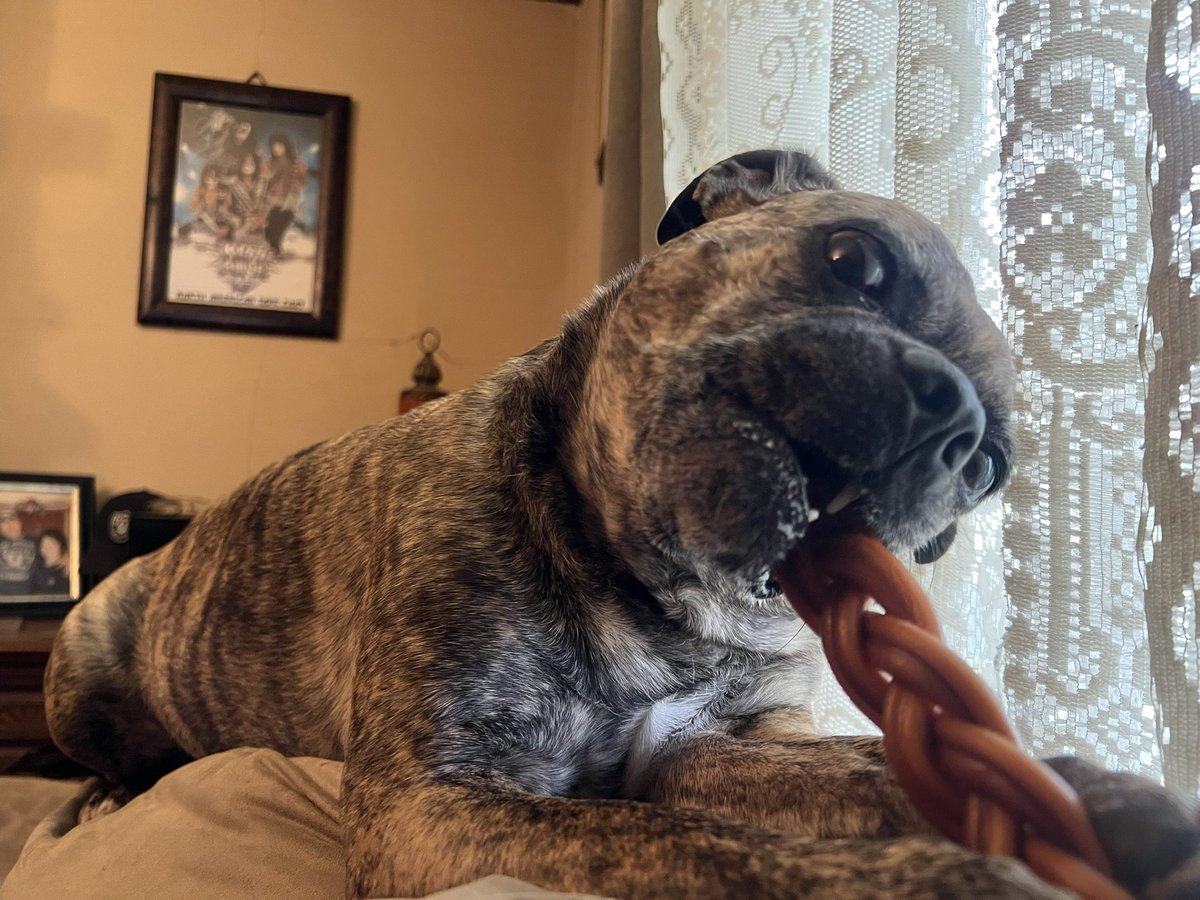 LickItUp's tweet photo. @coxdooffical You haven’t met THIS guy… would tear thru your toys like a paper bag in a garbage disposal. https://t.co/xV68QoITZs