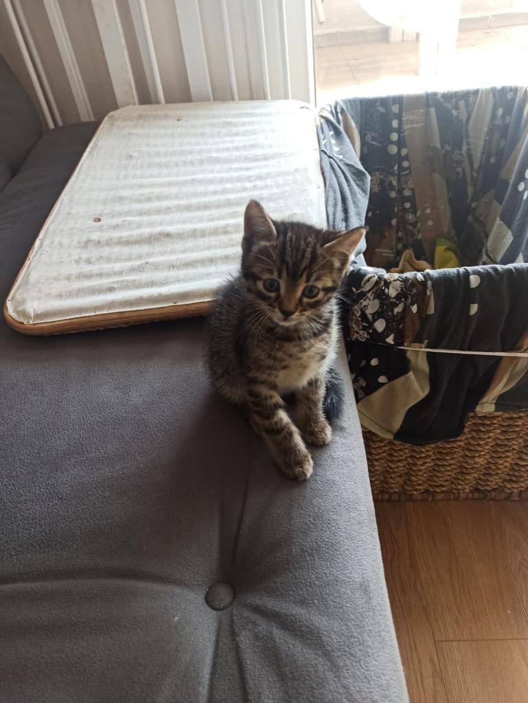 bendeniste's tweet photo. #kedi #hayvanlarıkoruyalım #sahiplendirme #tekir #pet #evcilhayvan #ChampionsLeague 2.5 aylıklar tuvalet eğitimleri var. Evde bakamıyoruz istanbul içi istediğiniz yere getiririz. Tek tek veya hepsine iyi bakacak kimse varmi etrafınızda#ACİL #istanbul @evsiz_hayvanlar @haysevder https://t.co/5d1OrGElcC